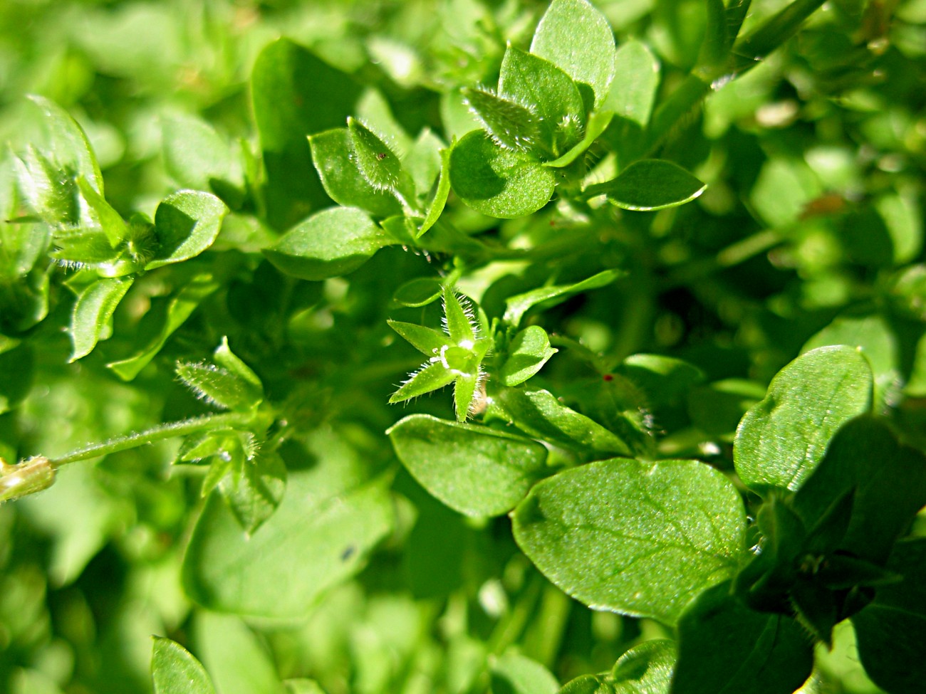 Stellaria pallida / Centocchio senza petali